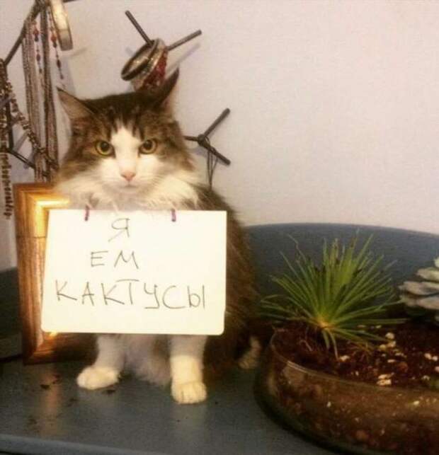 28 провинившихся котиков, которые признались в своих проделках
