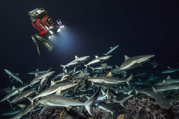 Shark Feeding Frenzy