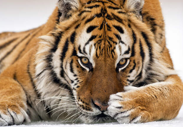 Тигр — символ России? Все подвиды самой красивой кошки