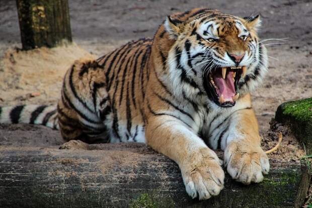 Тигр, Хищник, Животных, Зуб, Рев, Опасно, Агрессивный
