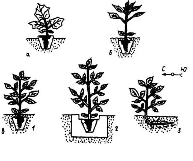 Схема высадки рассады по голландской технологии