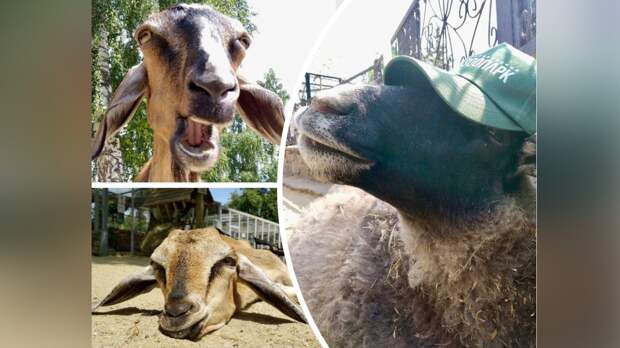 В Челябинском зоопарке закрыли контактное подворье