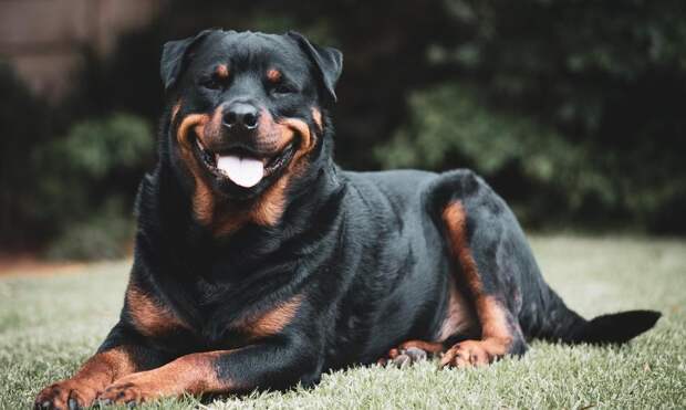 Ученые выяснили, собаки каких пород самые улыбчивые: рейтинг счастливых морд