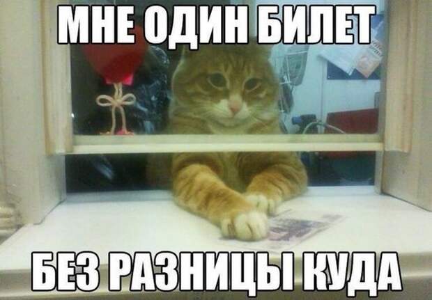 Смешные картинки и фото приколы для настроения (11 фото) Смешные картинки и фото приколы для настроения (11 фото)