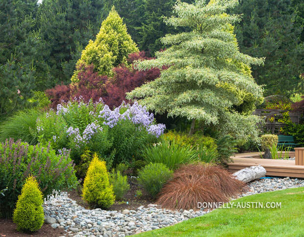 Vashon Island, WA: Garden bed with varigated dogwood (Cornus controversa 'Variegata') Milky bellflower(Campanula lactiflora). cryptomeria and sedges in a dry creek bed -Froggsong garden in summer