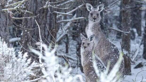 Пережив стихию, кенгуру радуются снегу
