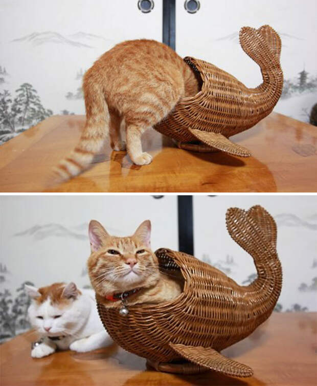 Кошки помещаются во всем