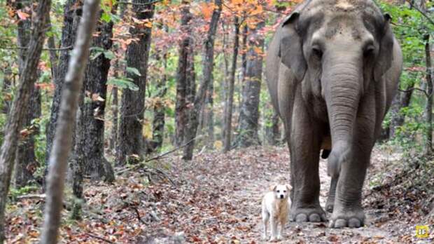 Слониха целый месяц ждала маленького друга на одном месте