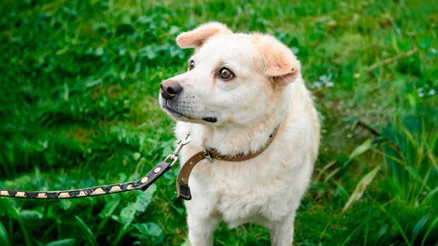 Хозяин, которого я заслуживаю