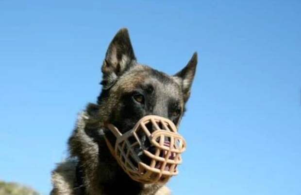 Правительство отклонило законопроект о штрафах при выгуле собак без намордника