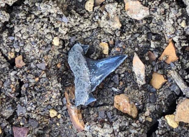 В Белогорском районе нашли останки древней акулы