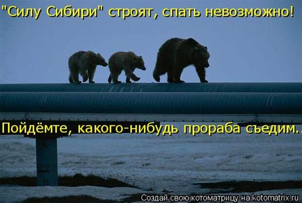 Лучшие котоматрицы недели (50 фото)