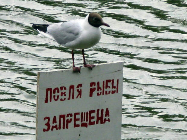 А я буду ловить! А я буду ловить!