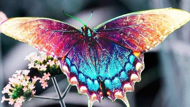 У некоторых видов бабочек нос расположен в лапках вопросы, животные, земля, мир, планета, почему, факты