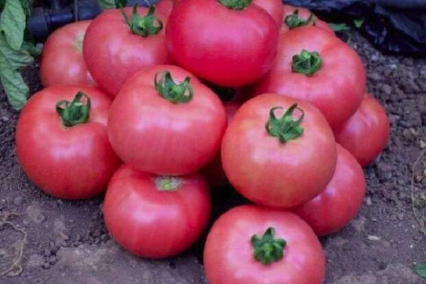 самые урожайные томаты