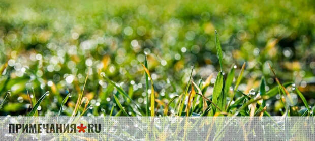 Крымские озимые зерновые оказались под ударом из-за проливных дождей