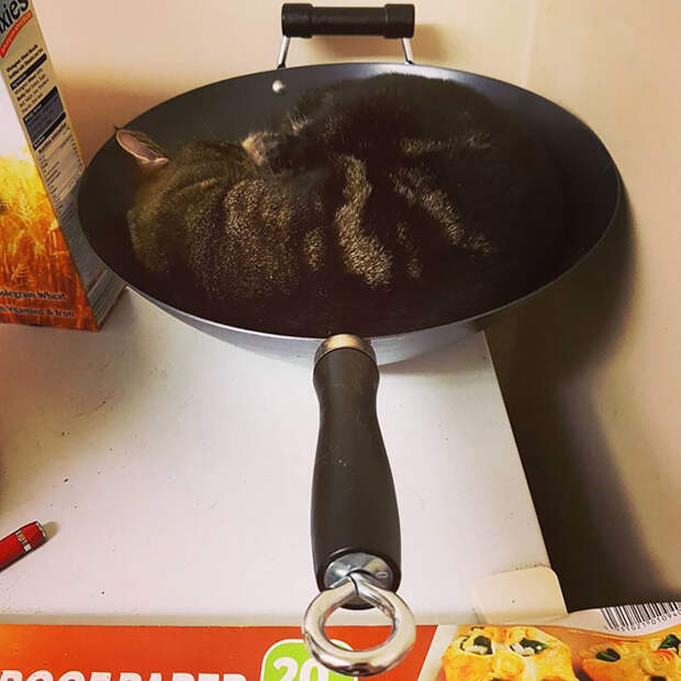 Кошки помещаются во всем