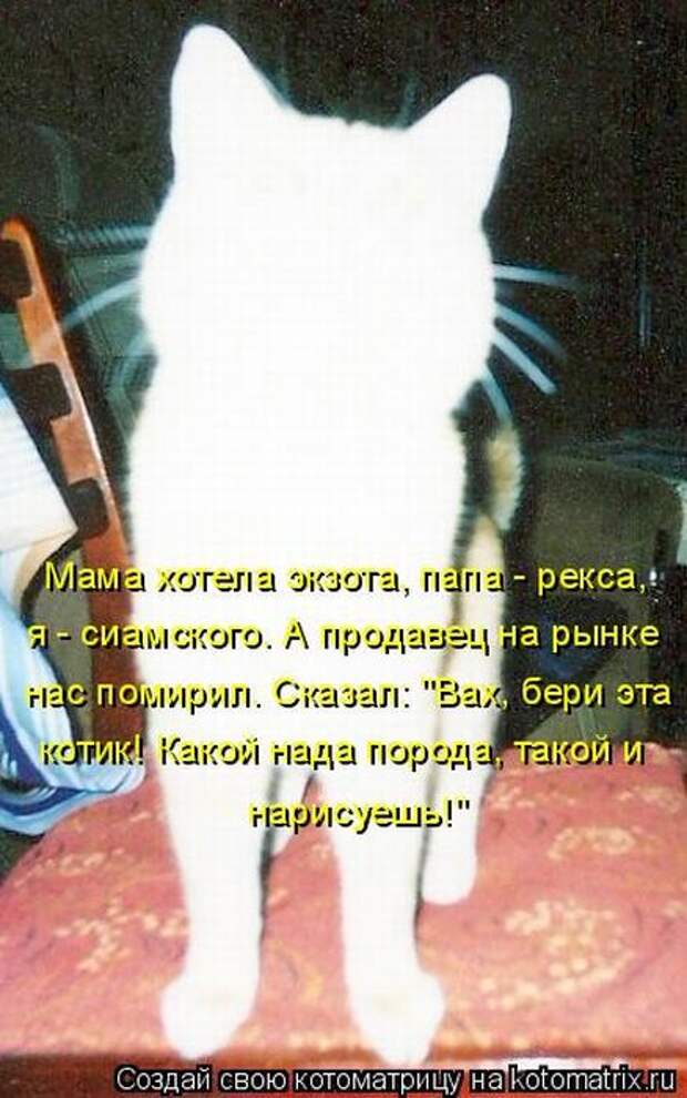 Лучшие котоматрицы недели (50 фото)