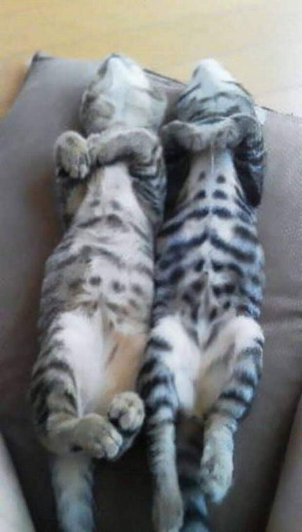 Синхронизация котэ