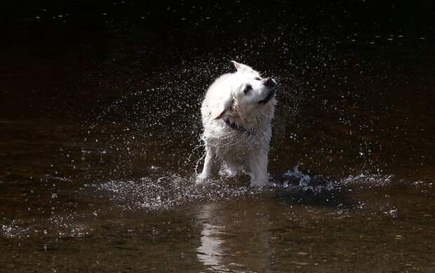 Все собаки любят отряхиваться весело, вода, животные, забавно, мило, собаки, собачьи игры, фото