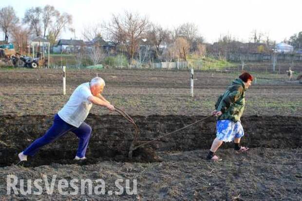 На правах скота. Как украинские крестьяне превратились в батраков | Русская весна