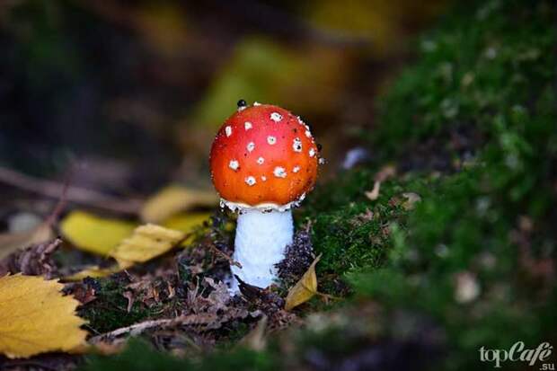 Мухомор красный / Amanita muscaria. CC0