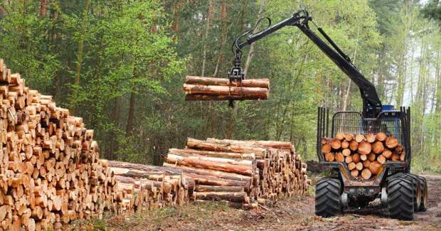 В Европу со своими дровами: Украина поменяла «безвиз» на «безлес»