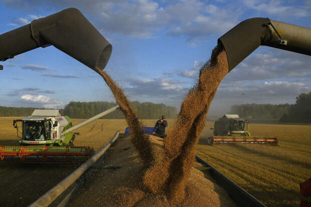 Зерновой союз сообщил, что заморозки повредили до 30% посевов озимых культур