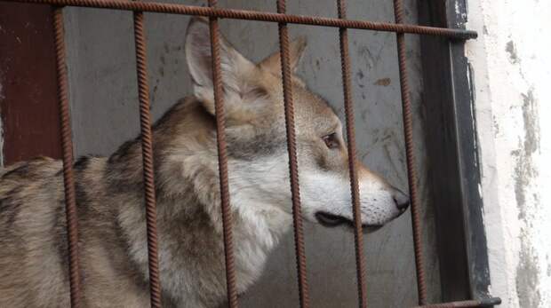 Волгоградец приютил у себя дома волка из Астраханской области в мире, волк, домашний питомец, животные, истории, люди