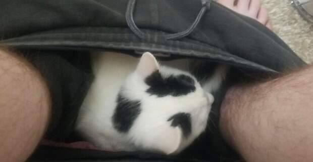 20 котиков, которые прибрали и дом, и хозяев в свои шустрые лапки 20 котиков, которые прибрали и дом, и хозяев в свои шустрые лапки