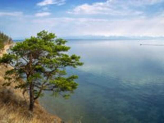 Клуб путешествий Павла Аксенова. Россия. Озеро Байкал. Lonely pine tree on the shore of Lake Baikal. Фото avrutin - Depositphotos