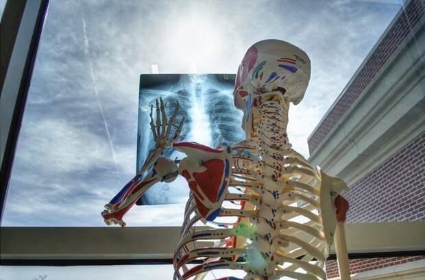 В теле человека постоянно идет обновление органов, включая кости. Каждые 7 лет наши кости кости претерпевают полное обновление интересное, кости, невероятно, познавательно, удивительно, факты
