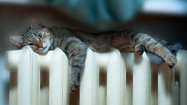 кот