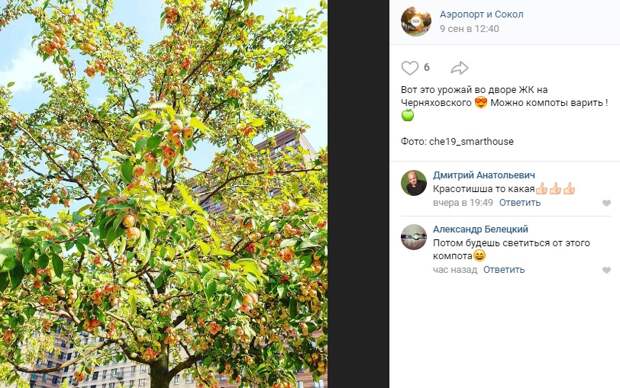 Фото дня: урожай яблок на Черняховского