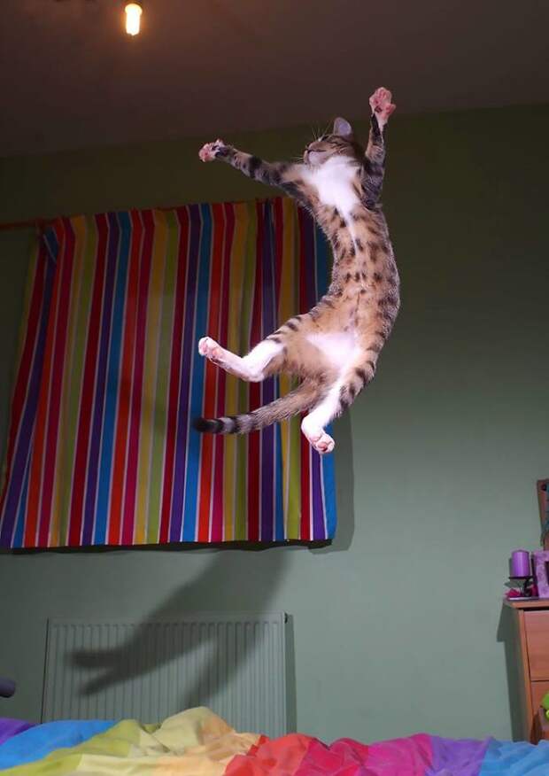 High Flying Kitty