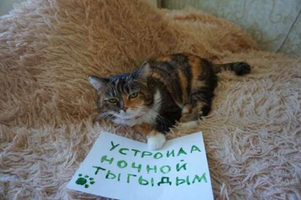 28 провинившихся котиков, которые признались в своих проделках