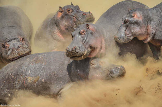 Лучшие фотографии Африки 2020