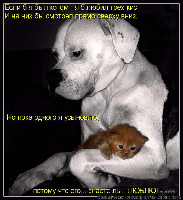 kotomatritsa_o (1) (641x700, 351Kb)