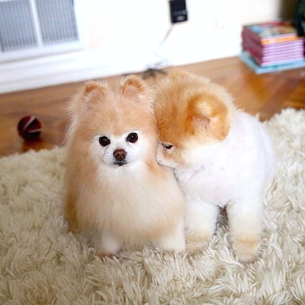 Бу и Бадди, Boo Buddy, милые собаки, померанский шпиц