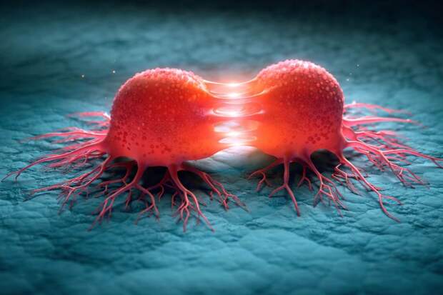 Белок MCL1 управляет выживанием и метаболизмом опухоли