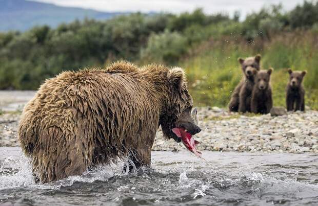 mama-bear-catches-a-salmon-to-feed-her-cubs-05