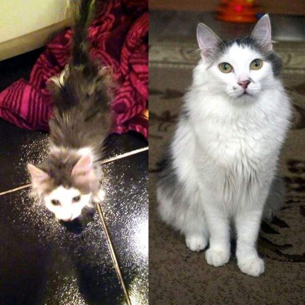 котенок плакал в подъезде кот до и после