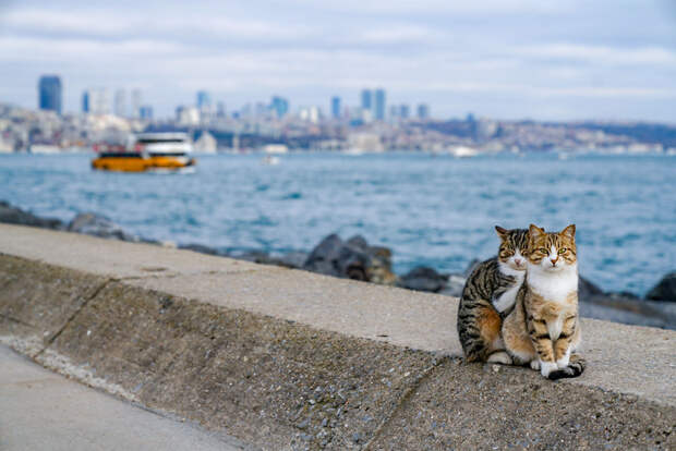 Я сфоткал двух обнимающихся бездомных кошек - клянусь, это не поставнока!