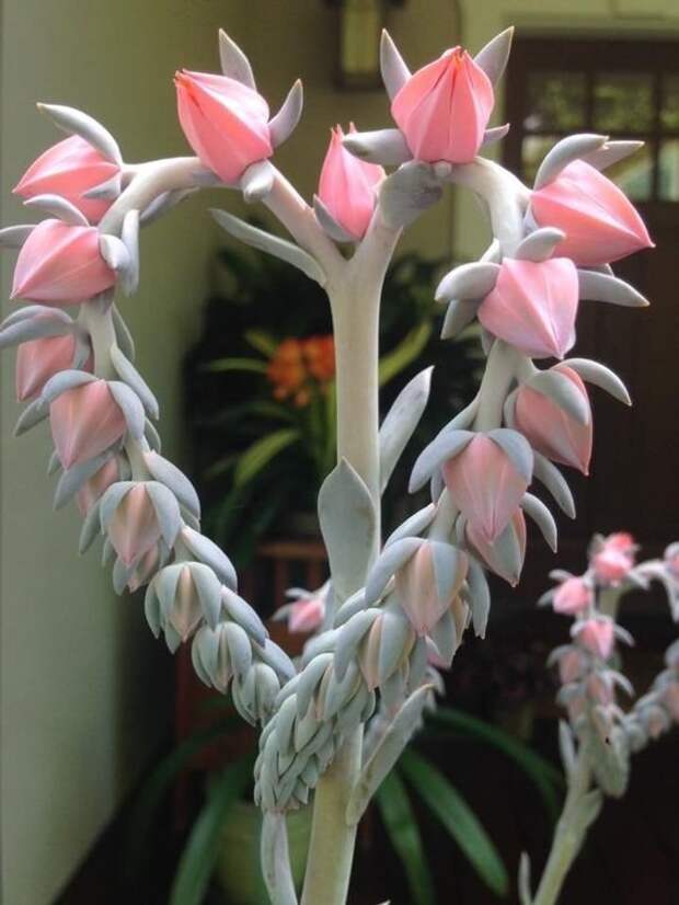 Cotyledon orbiculata гирлянды, интересное, красота, природа, фотомир, цветы