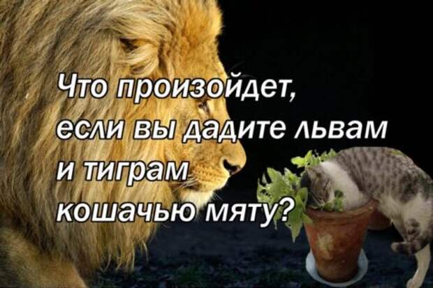 Что произойдет, если вы дадите львам и тиграм кошачью мяту?