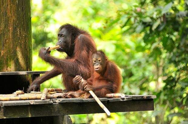 Орангутаны (лат. Pongo) (англ. Orangutan)