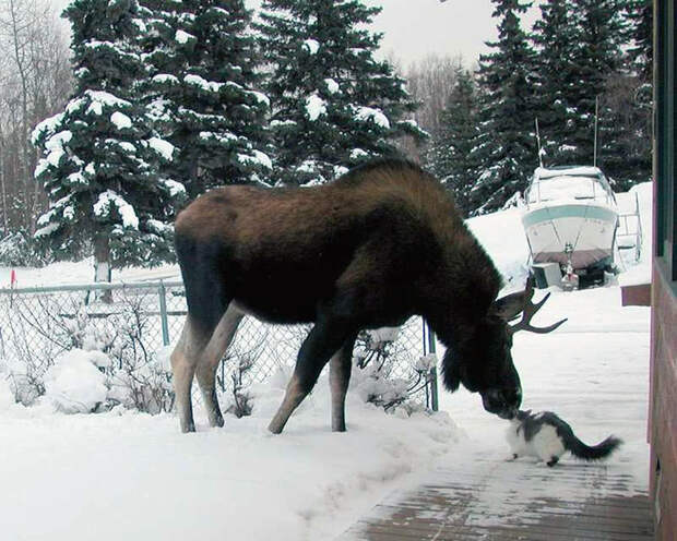 MjE1g9cp6FY (700x560, 416Kb)