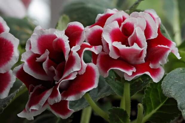 Глоксиния (gloxinia) Глоксиния (gloxinia)