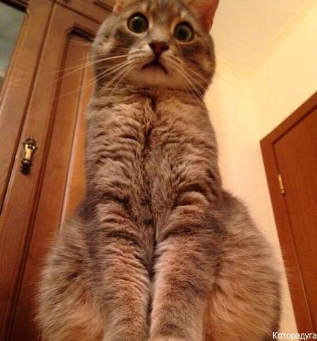 Источник: pinterest.com