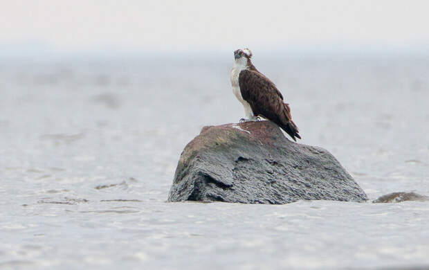 В городе станет больше зелёных насаждений